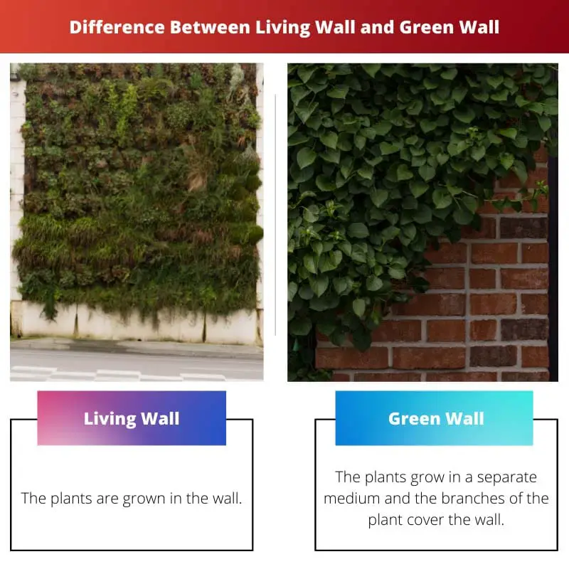 Difference Between Living Wall and Green Wall
