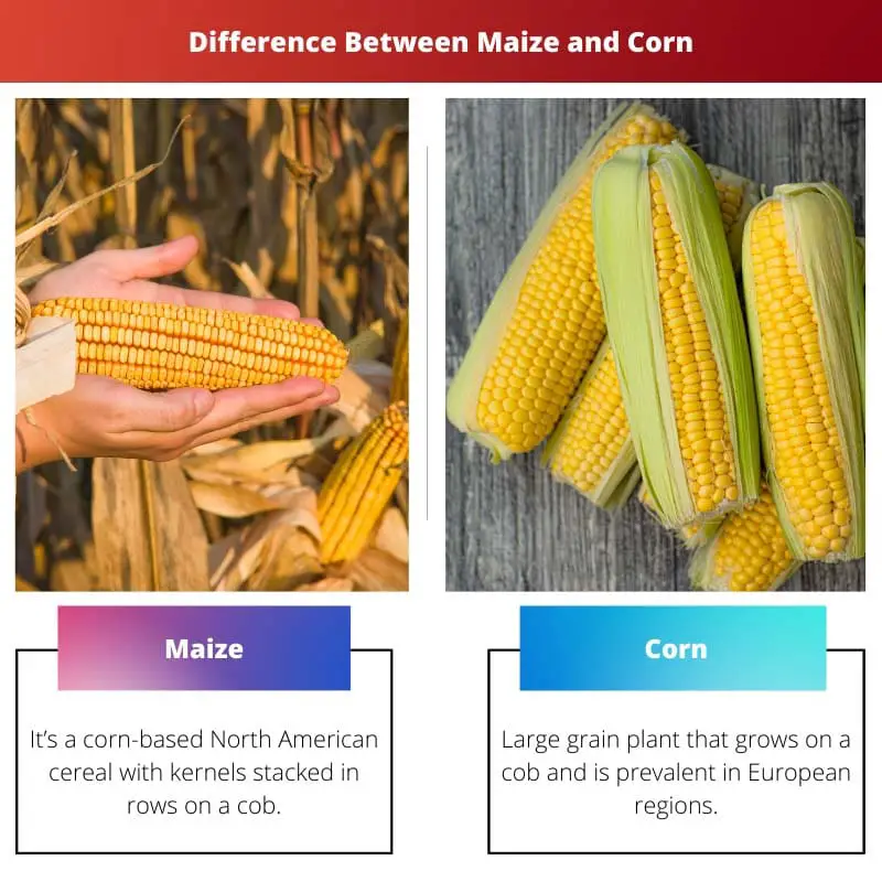 Difference Between Maize and Corn