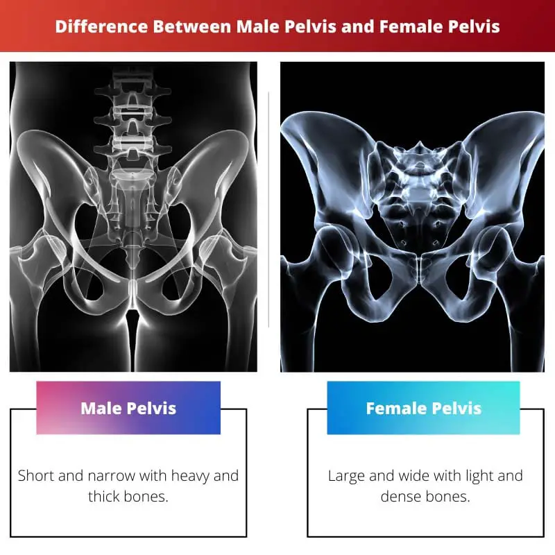Difference Between Male Pelvis and Female Pelvis