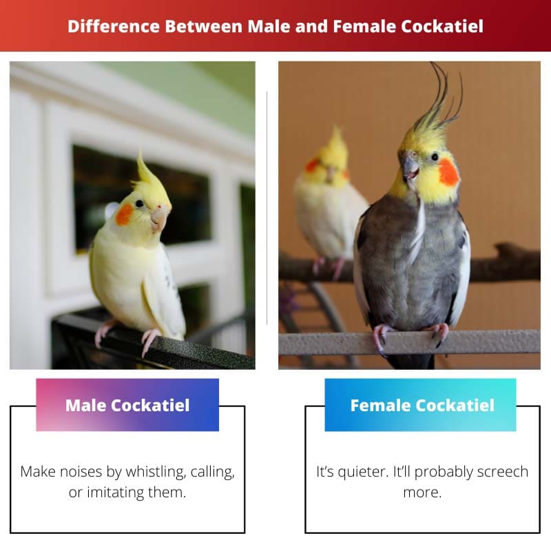 Difference Between Male and Female Cockatiel