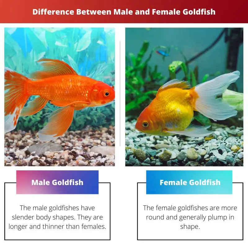 Difference Between Male and Female Goldfish