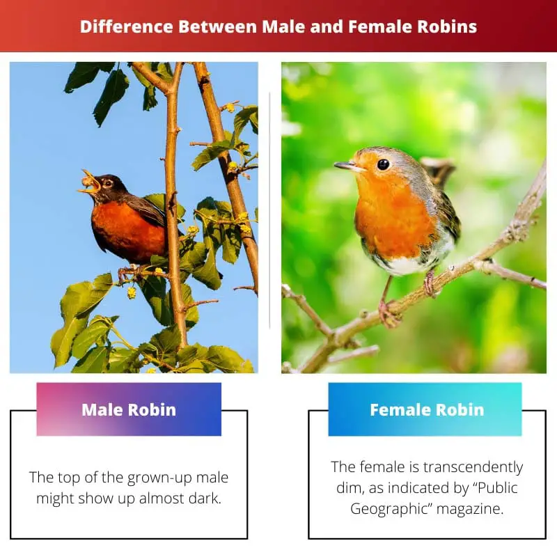 Difference Between Male and Female Robins