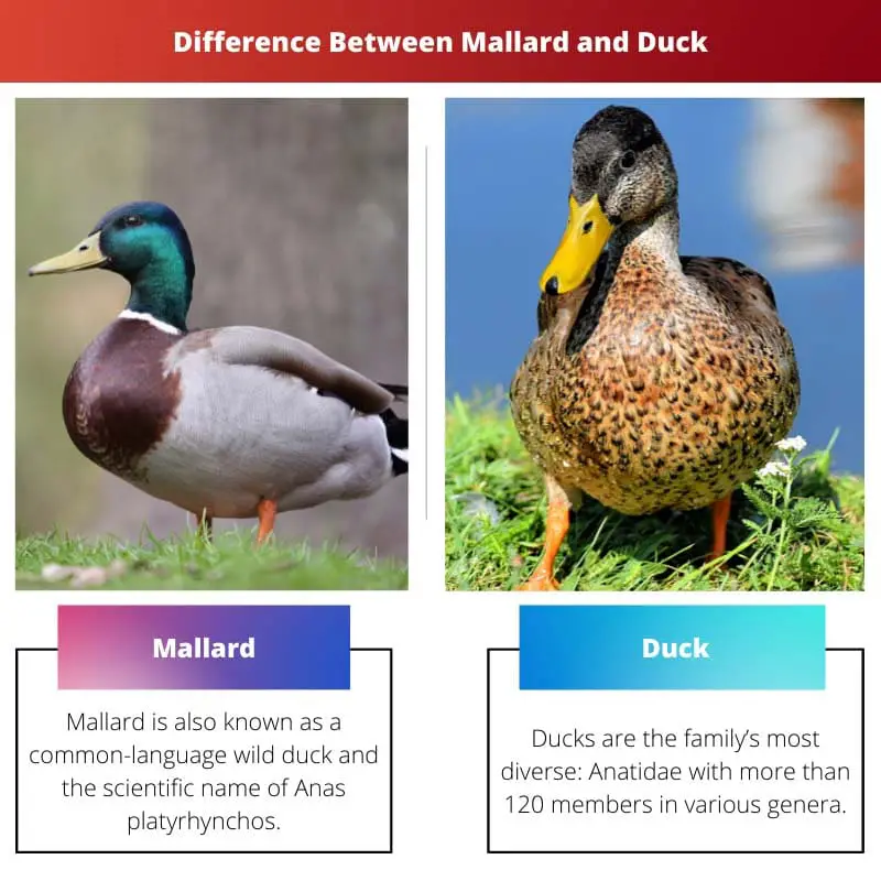 Difference Between Mallard and Duck