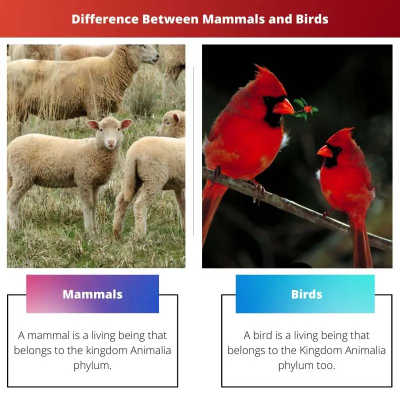 Difference Between Mammals and Birds
