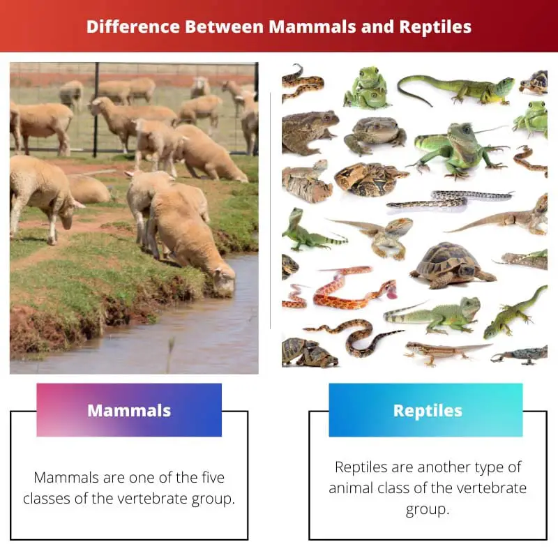 Difference Between Mammals and Reptiles