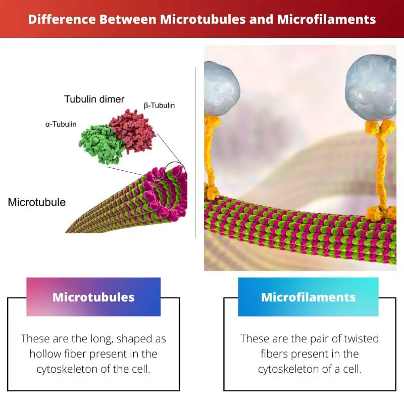 Difference Between Microtubules and Microfilaments
