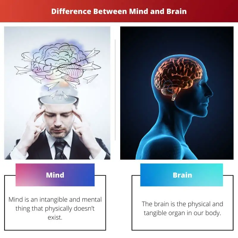 Difference Between Mind and Brain