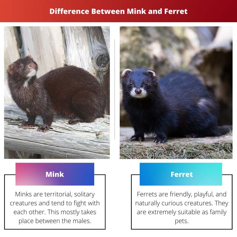 Difference Between Mink and Ferret