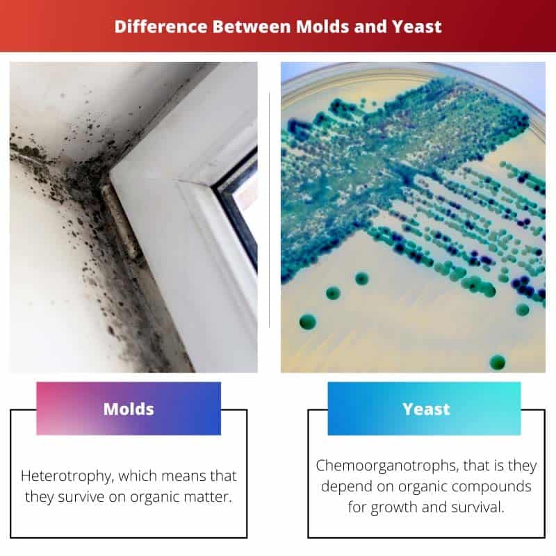 Molds Vs Yeast: Difference And Comparison