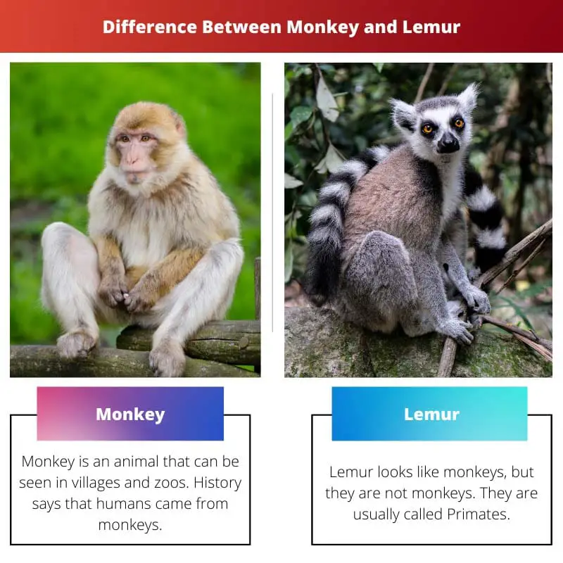 Difference Between Monkey and Lemur