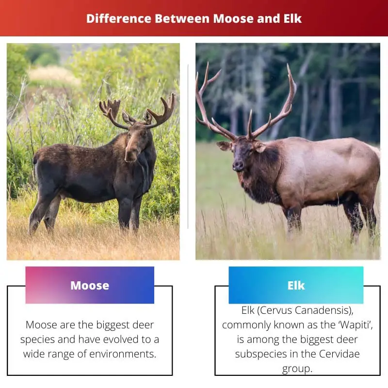 Difference Between Moose and Elk