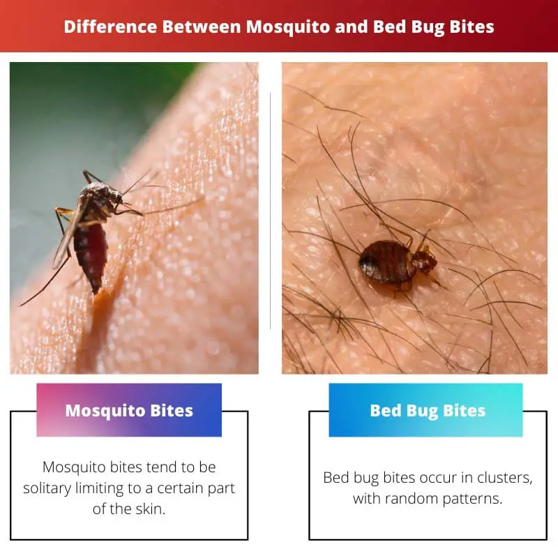 Difference Between Mosquito and Bed Bug Bites