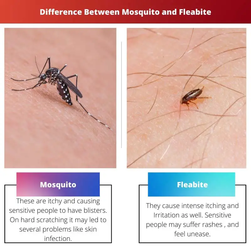 Difference Between Mosquito and Fleabite