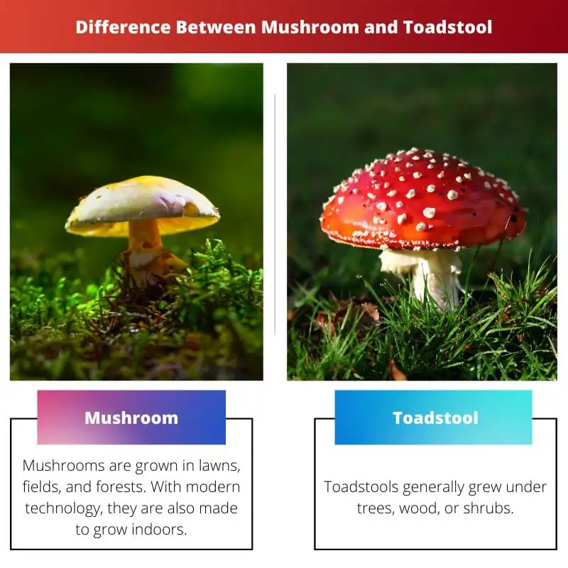 Difference Between Mushroom and Toadstool
