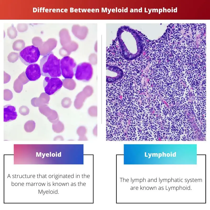 Difference Between Myeloid and Lymphoid