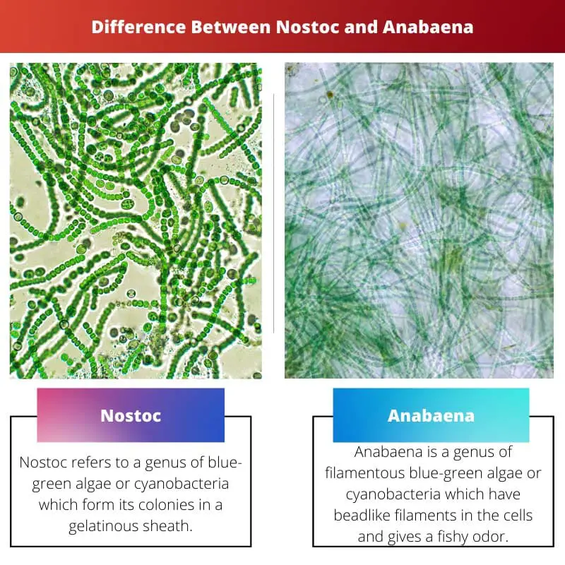 Difference Between Nostoc and Anabaena