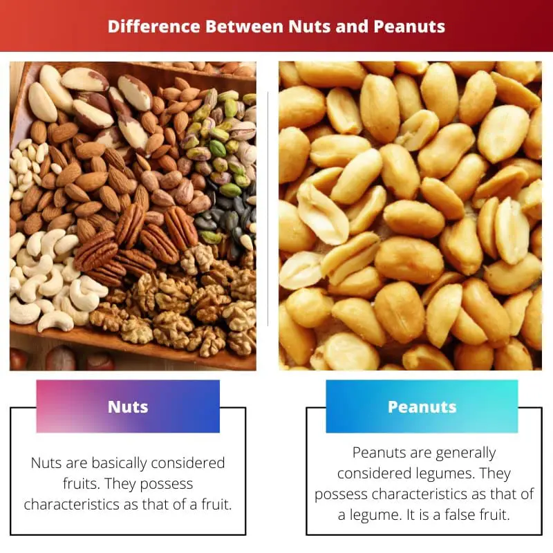 Difference Between Nuts and Peanuts