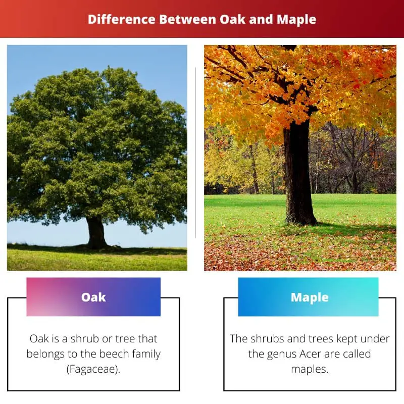 Difference Between Oak and Maple