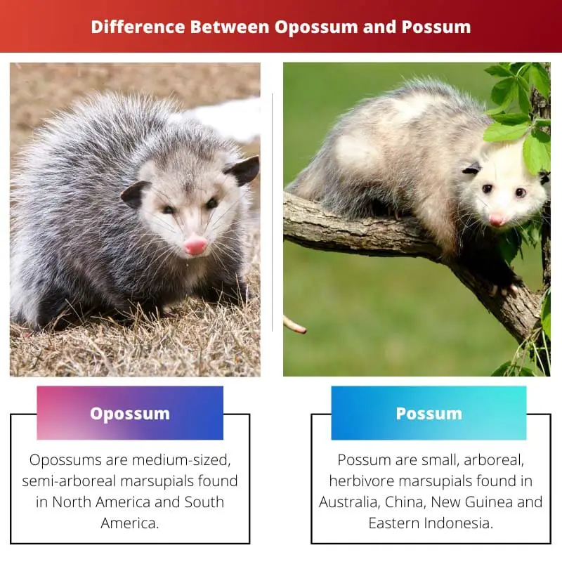 Difference Between Opossum and Possum