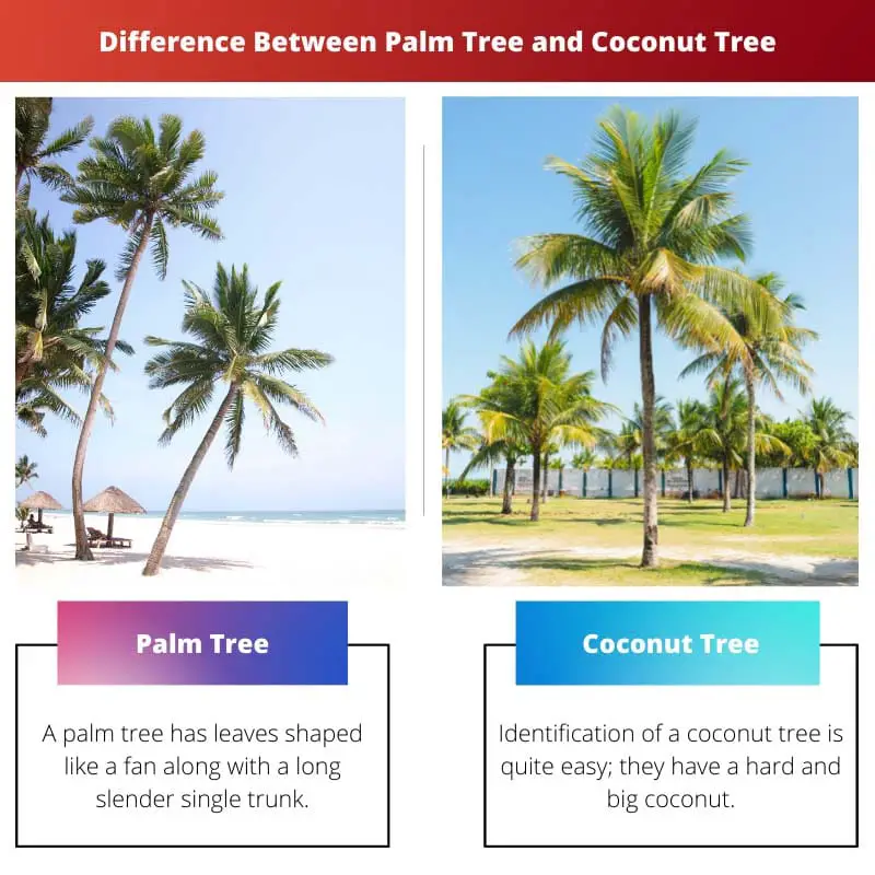 Difference Between Palm Tree and Coconut Tree