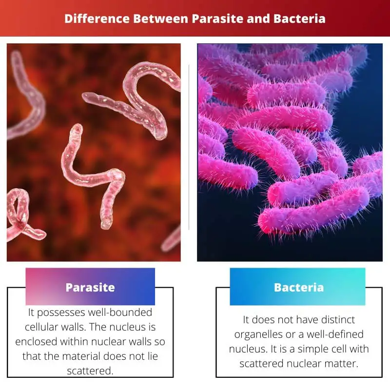 Difference Between Parasite and Bacteria