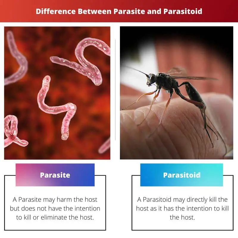 Difference Between Parasite and Parasitoid
