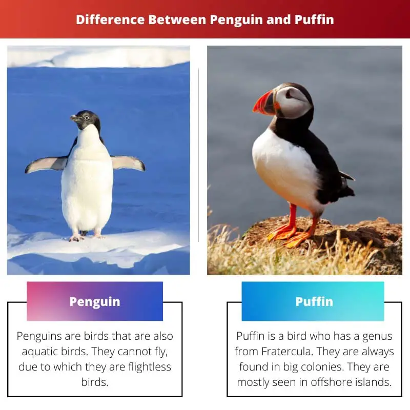 Difference Between Penguin and Puffin