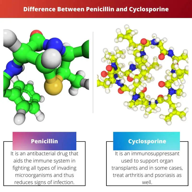Difference Between Penicillin and Cyclosporine