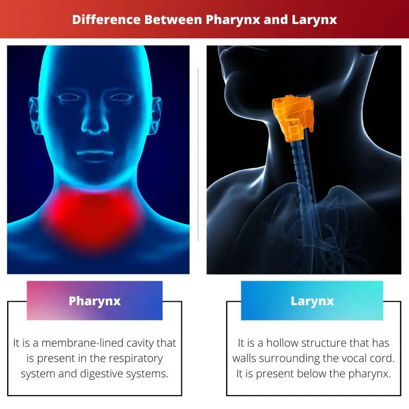 Difference Between Pharynx and