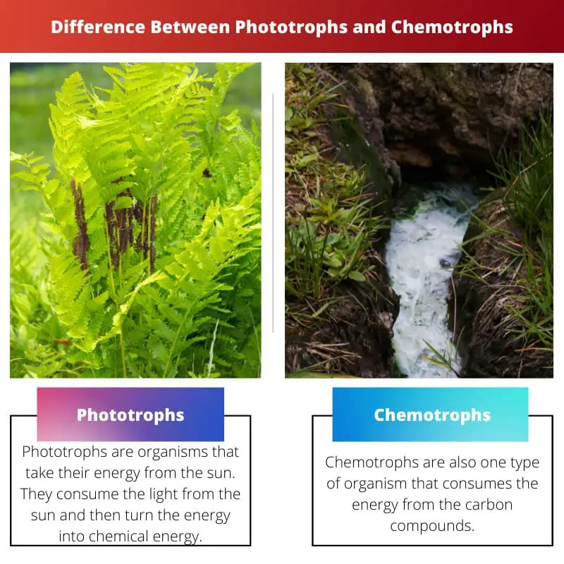 Difference Between Phototrophs and Chemotrophs