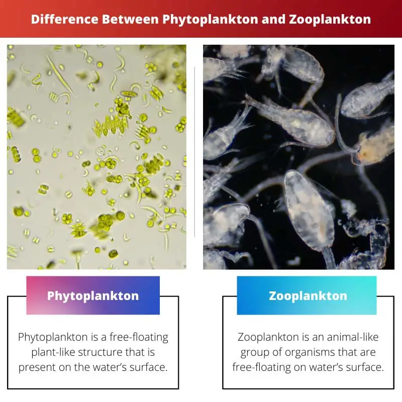 Difference Between Phytoplankton and Zooplankton
