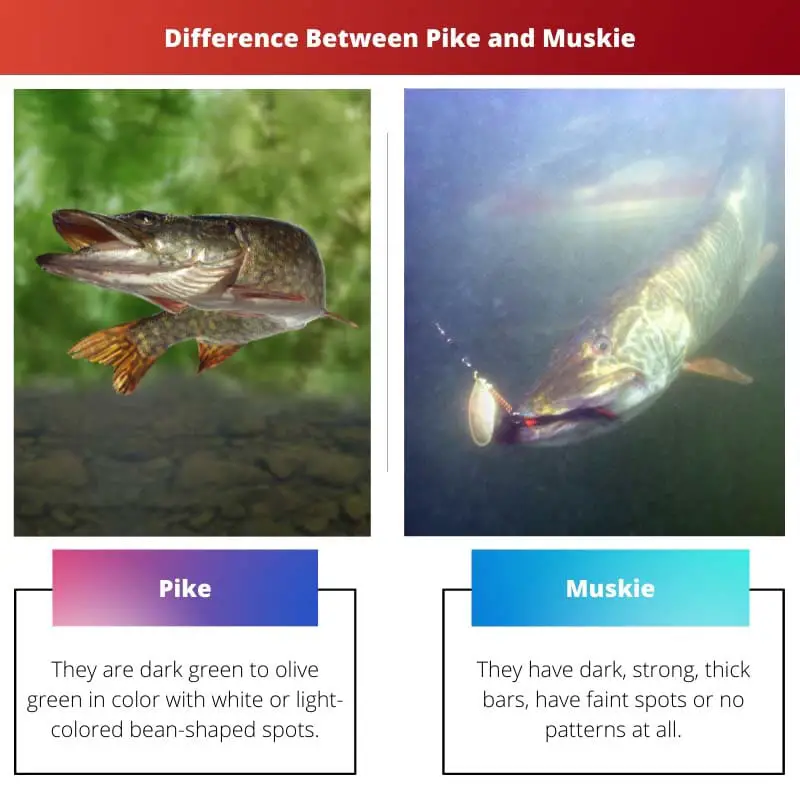 Difference Between Pike and Muskie