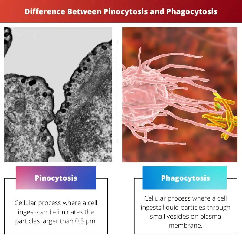 Difference Between Pinocytosis and Phagocytosis