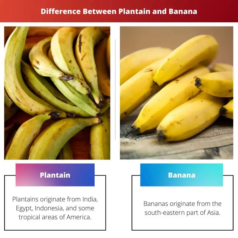 Difference Between Plantain and Banana