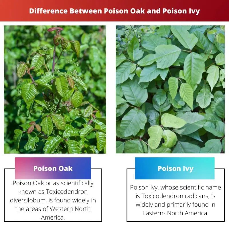 Difference Between Poison Oak and Poison Ivy