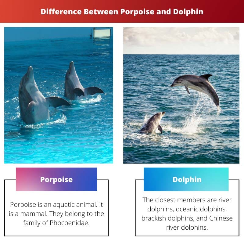 Difference Between Porpoise and Dolphin