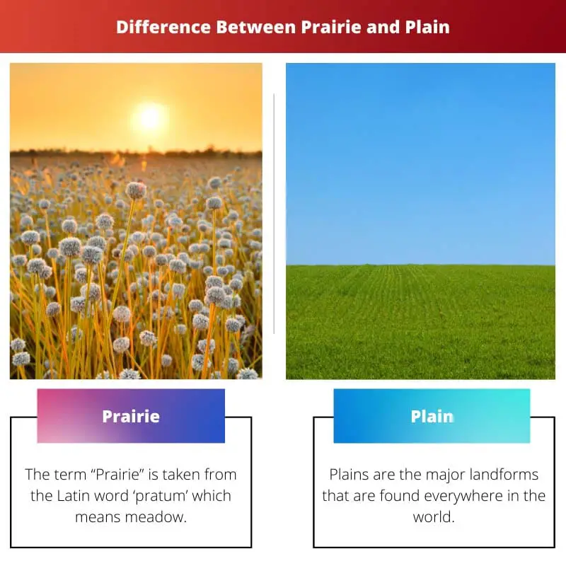 Difference Between Prairie and Plain