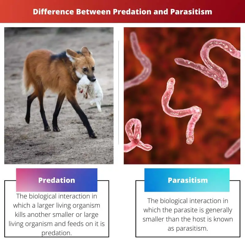 Difference Between Predation and Parasitism
