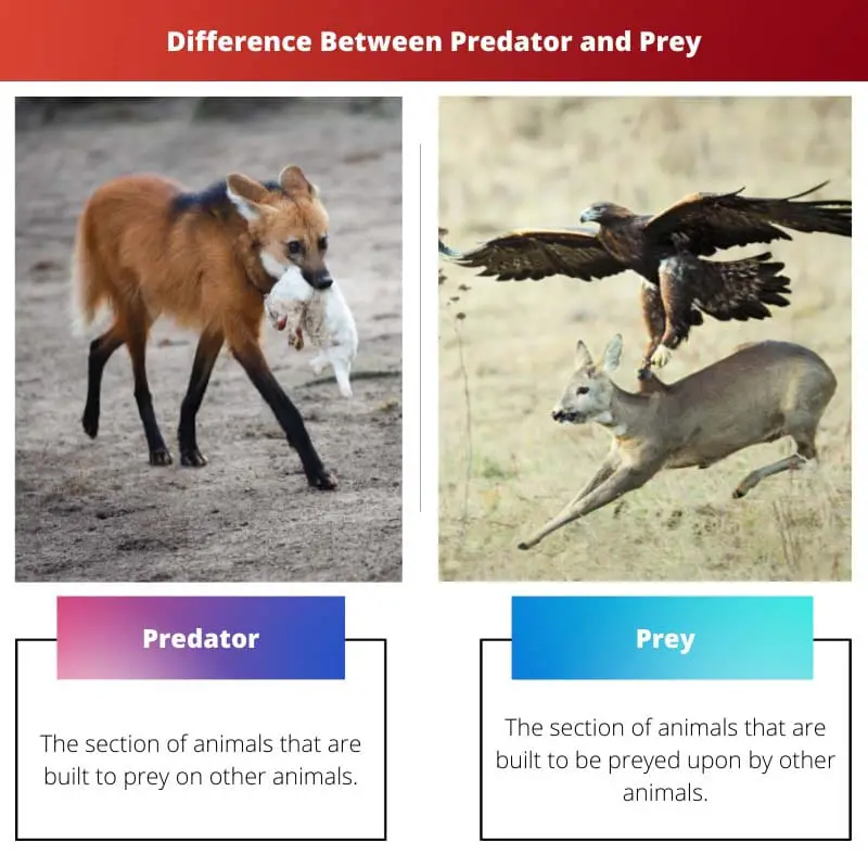 Difference Between Predator and Prey