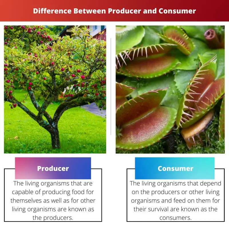 Difference Between Producer and Consumer