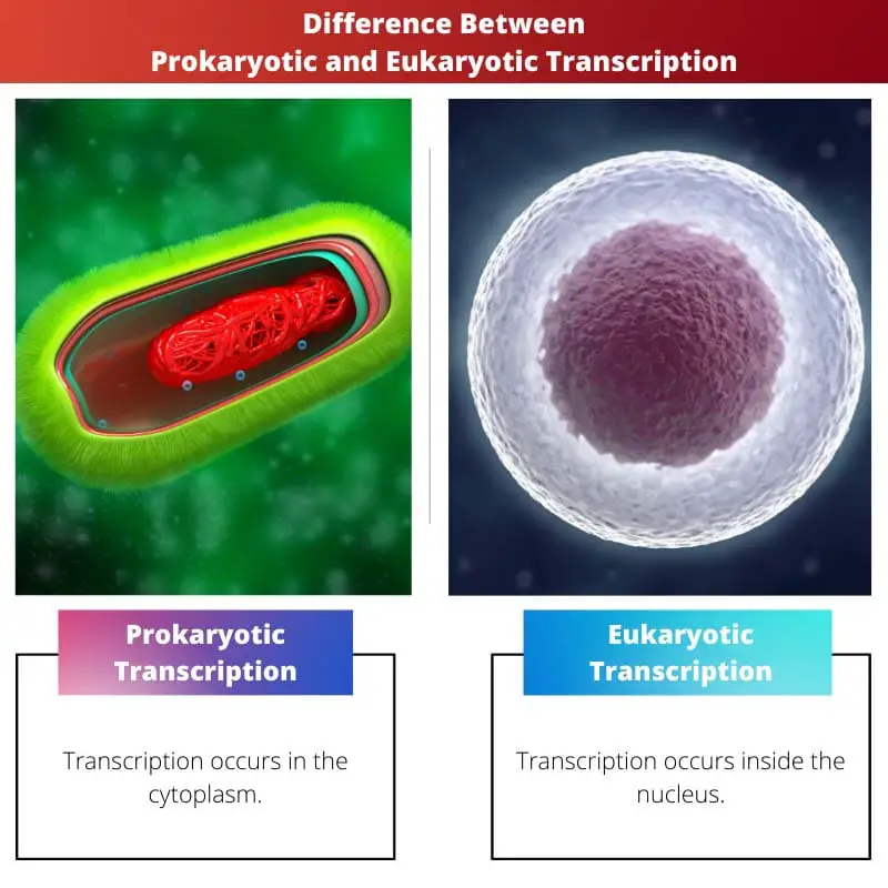 Difference Between Prokaryotic and Eukaryotic Transcription