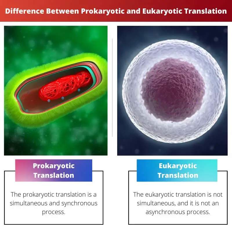 Difference Between Prokaryotic and Eukaryotic Translation