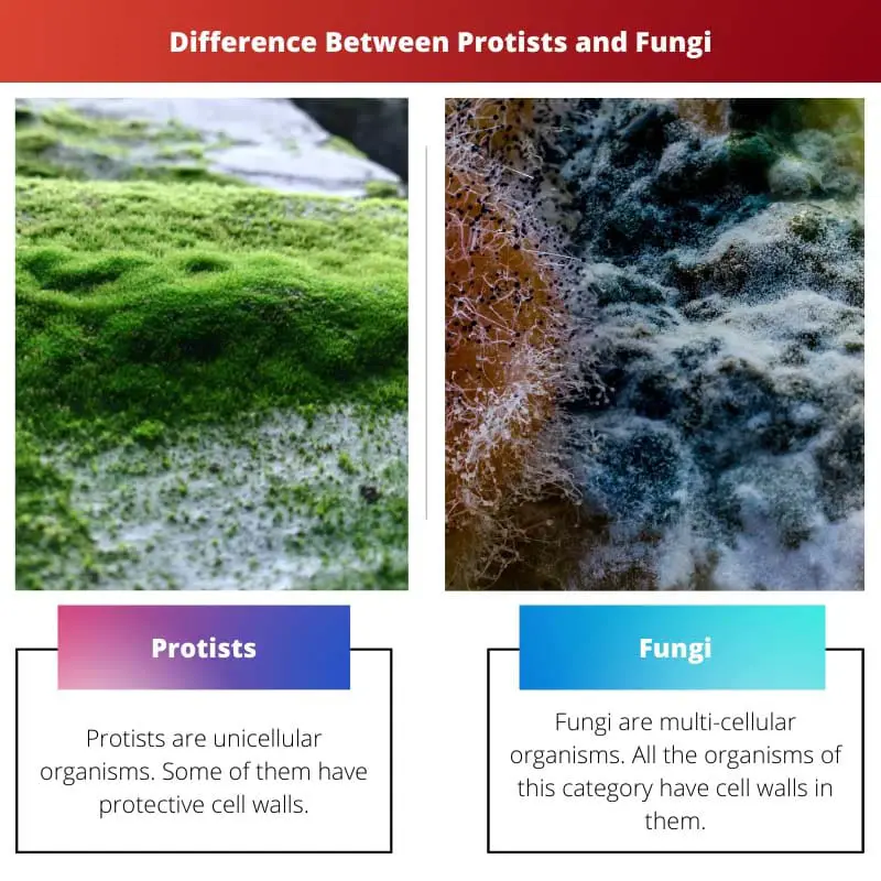 Difference Between Protists and Fungi
