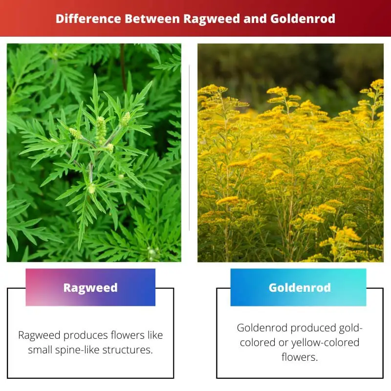 Difference Between Ragweed and Goldenrod