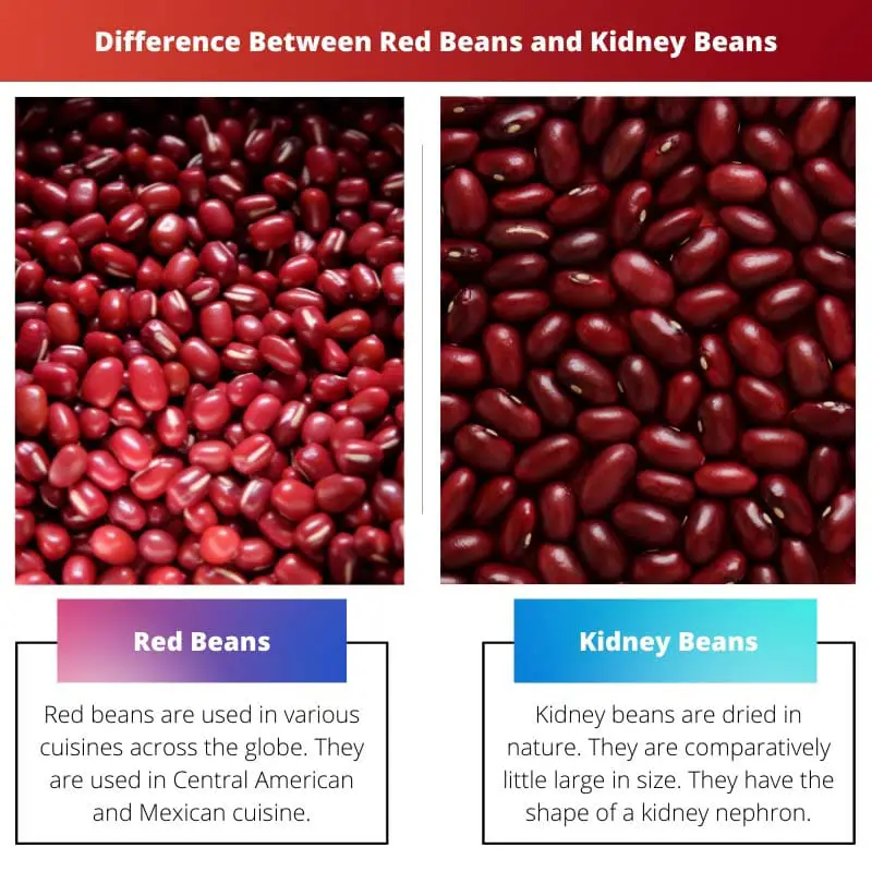 Difference Between Red Beans and Kidney Beans