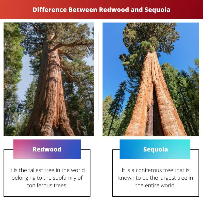 Difference Between Redwood and Sequoia