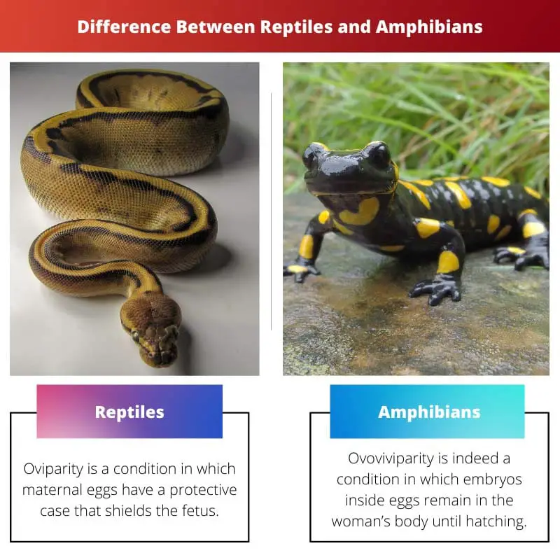 Difference Between Reptiles and Amphibians