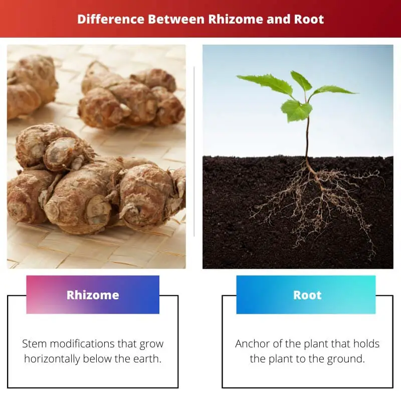 Difference Between Rhizome and Root