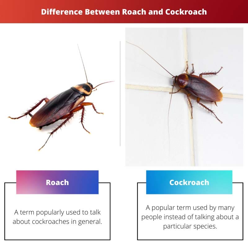 Difference Between Roach and Cockroach