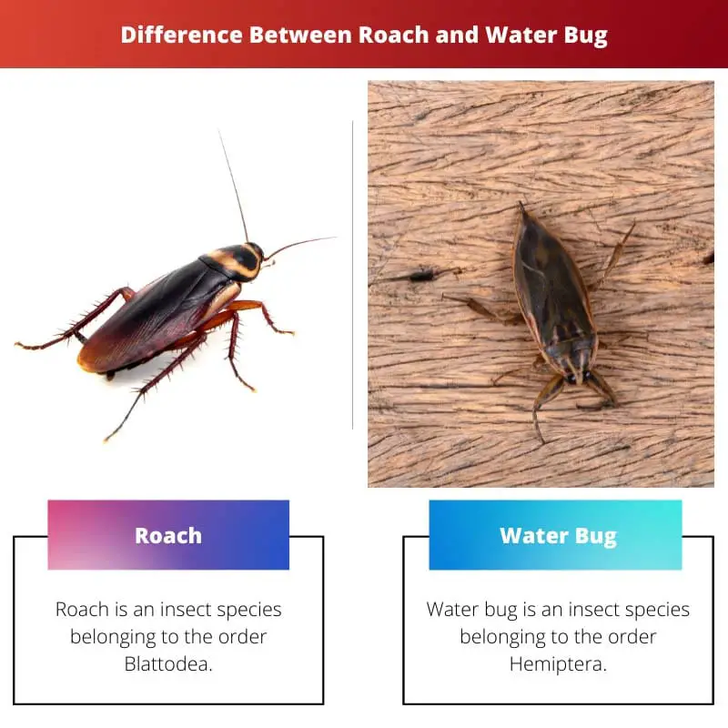 Difference Between Roach and Waterbug